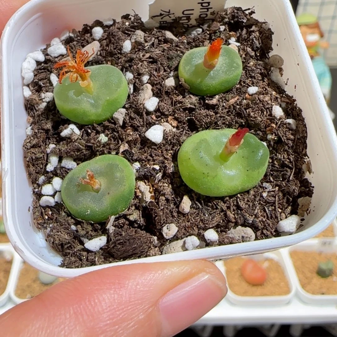 肉锥多肉植物组合-水晶鞋一盆963