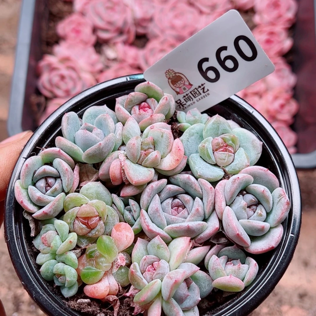 多肉植物多肉植物