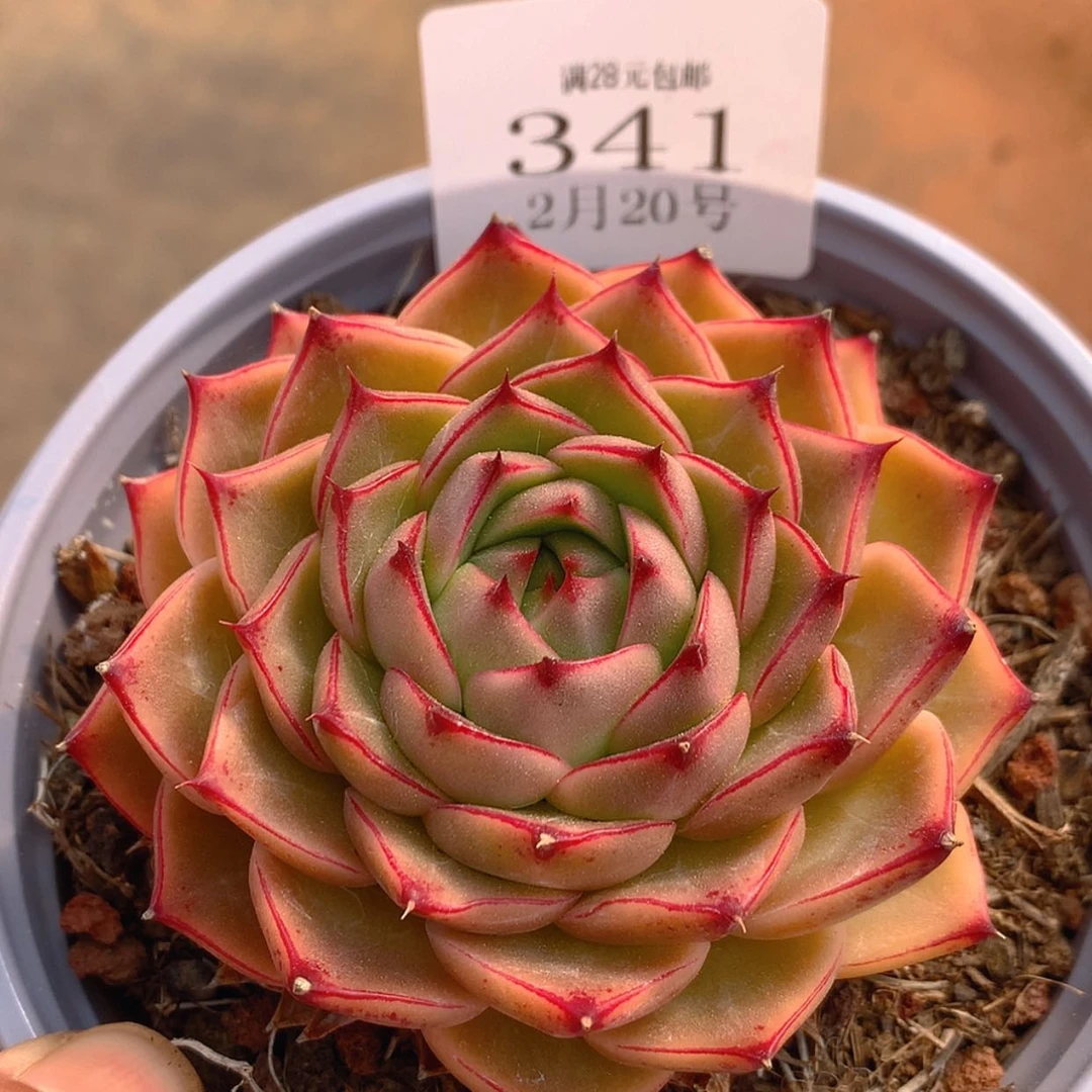 【闪购商品】云341号