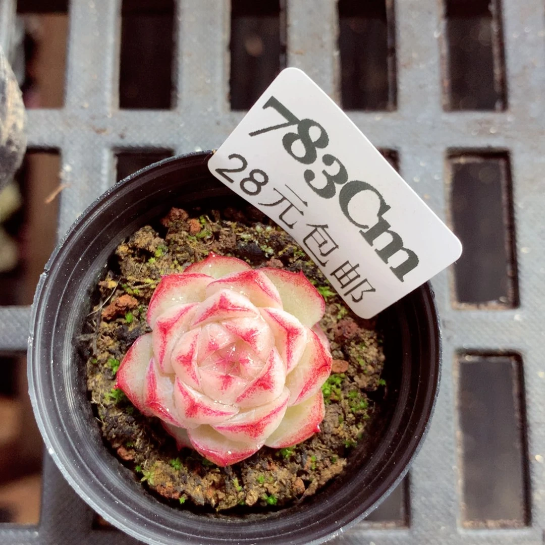 5厘米盆精控多肉783