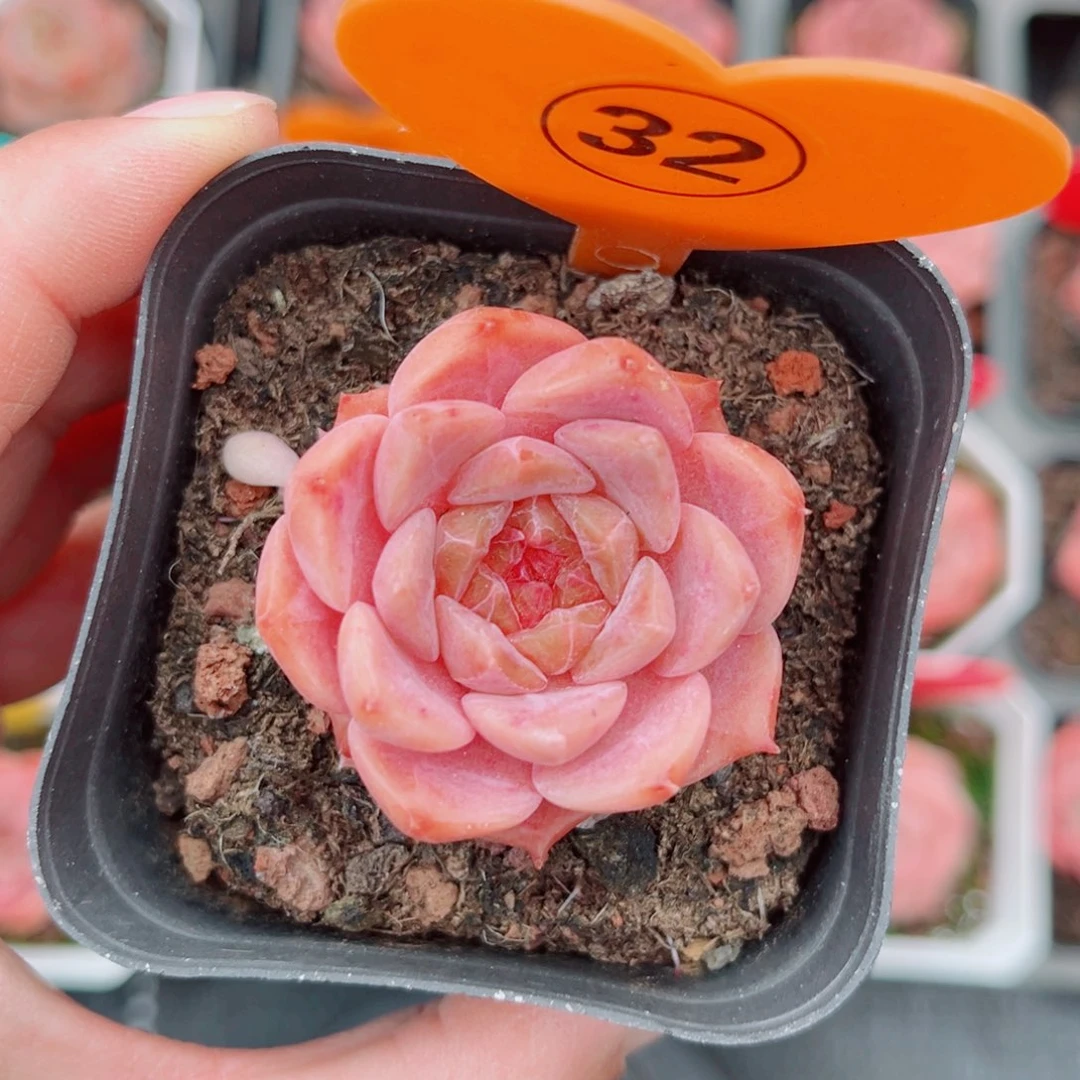子***陌32号小老桩糖心单头