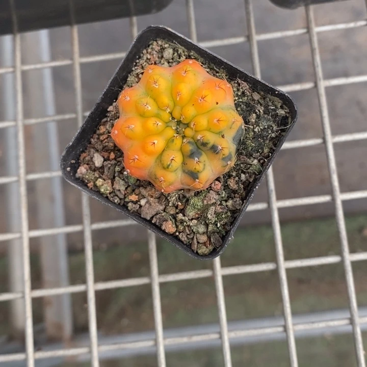 海**儿伯克利和格兰的故事是他的