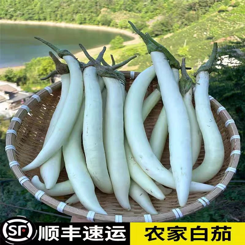安徽农家象牙白茄子果蔬现摘软糯当季东茄细长土品种白雪茄子3-5斤*顺丰包邮新鲜茄子同城送白茄子