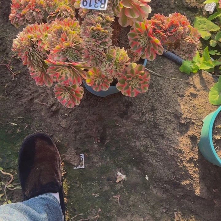 酒***爷荔枝花花30-31包邮花花