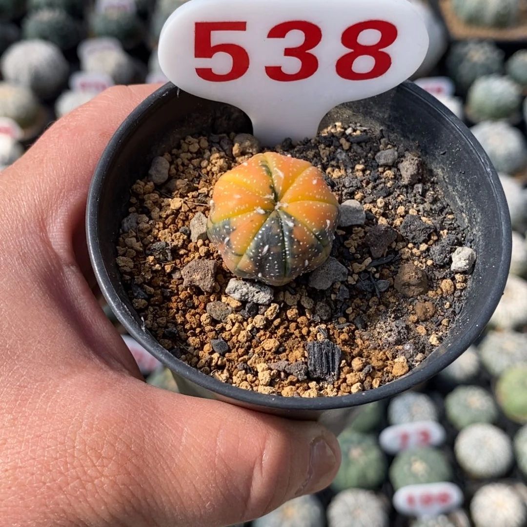 538兜锦福利多多