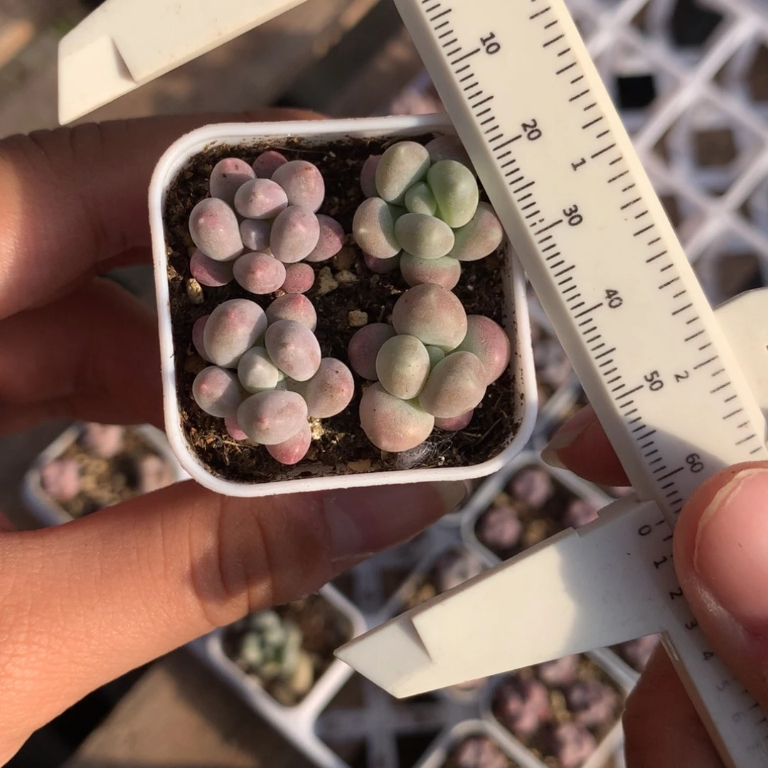 蜜桃奶酪多肉植物