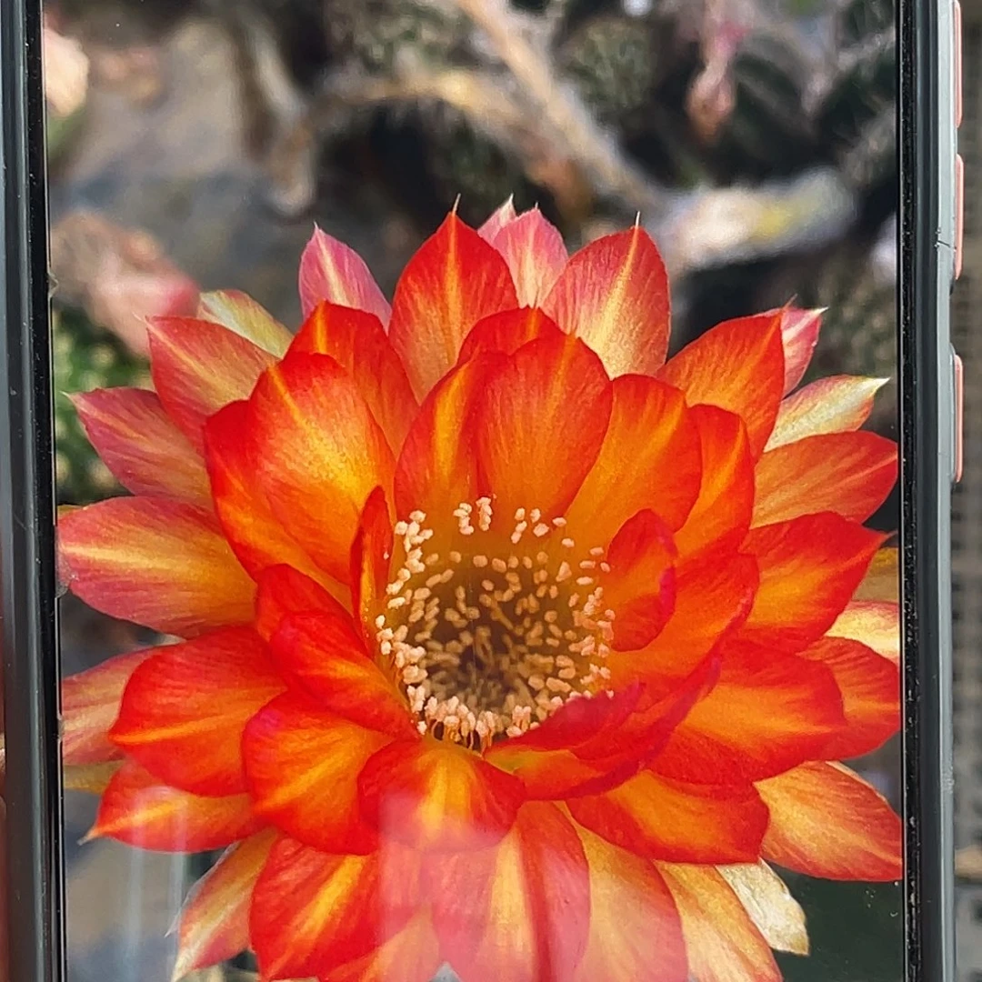 丽 金龙鱼侧芽歪3公分