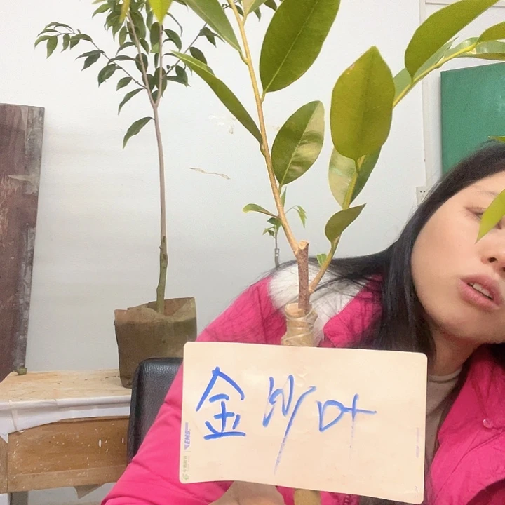 完全开放13棵金沙叶222222