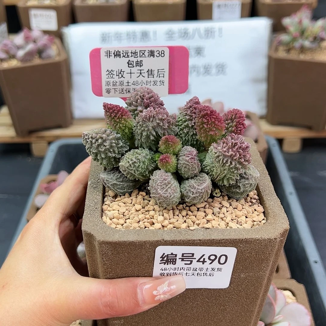 490朱紫玉多肉植物