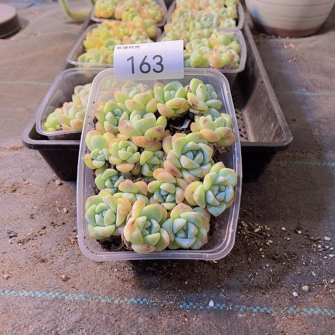 163.冰玉，带盆带土发货