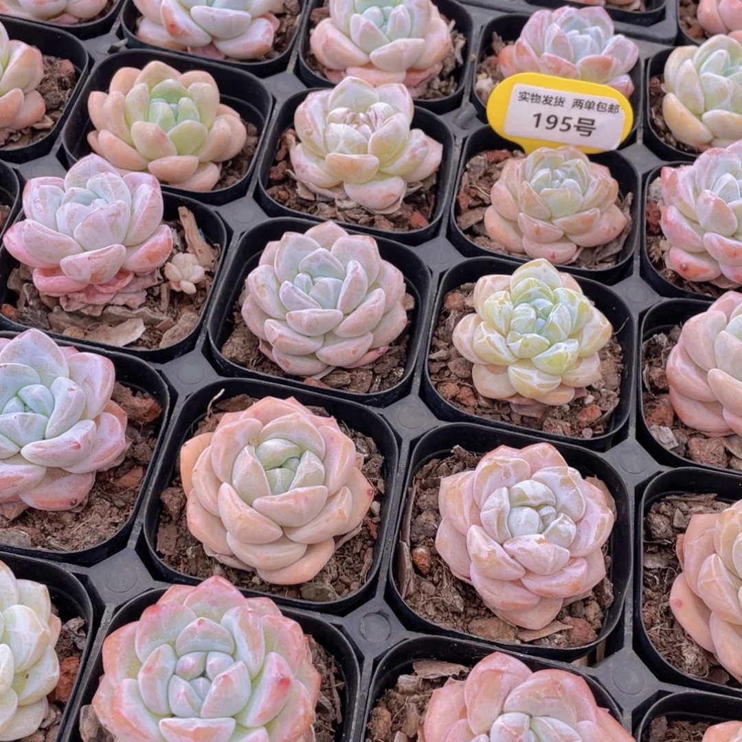 195号 肥胖奶油大白兔单头2个