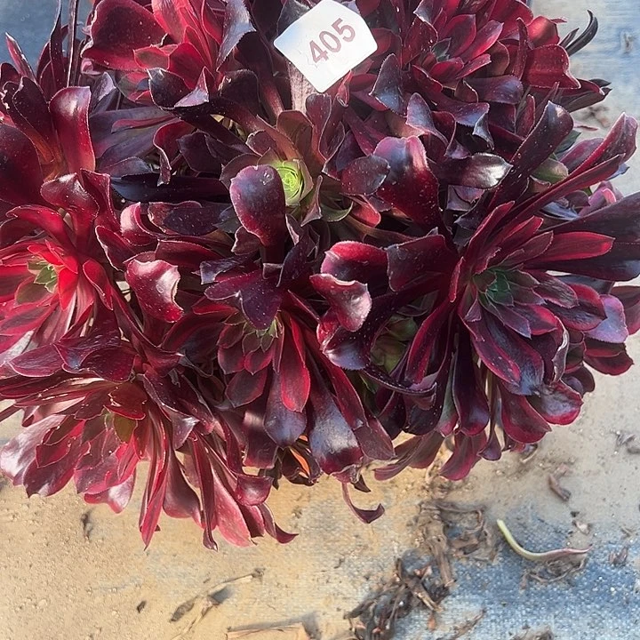 1.18-405蒙娜丽莎多肉