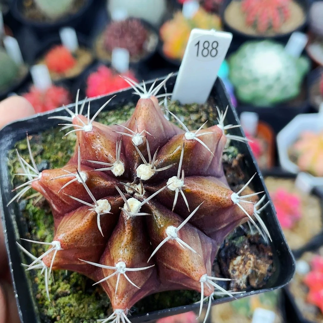 非偏远地区满25包邮仙人球