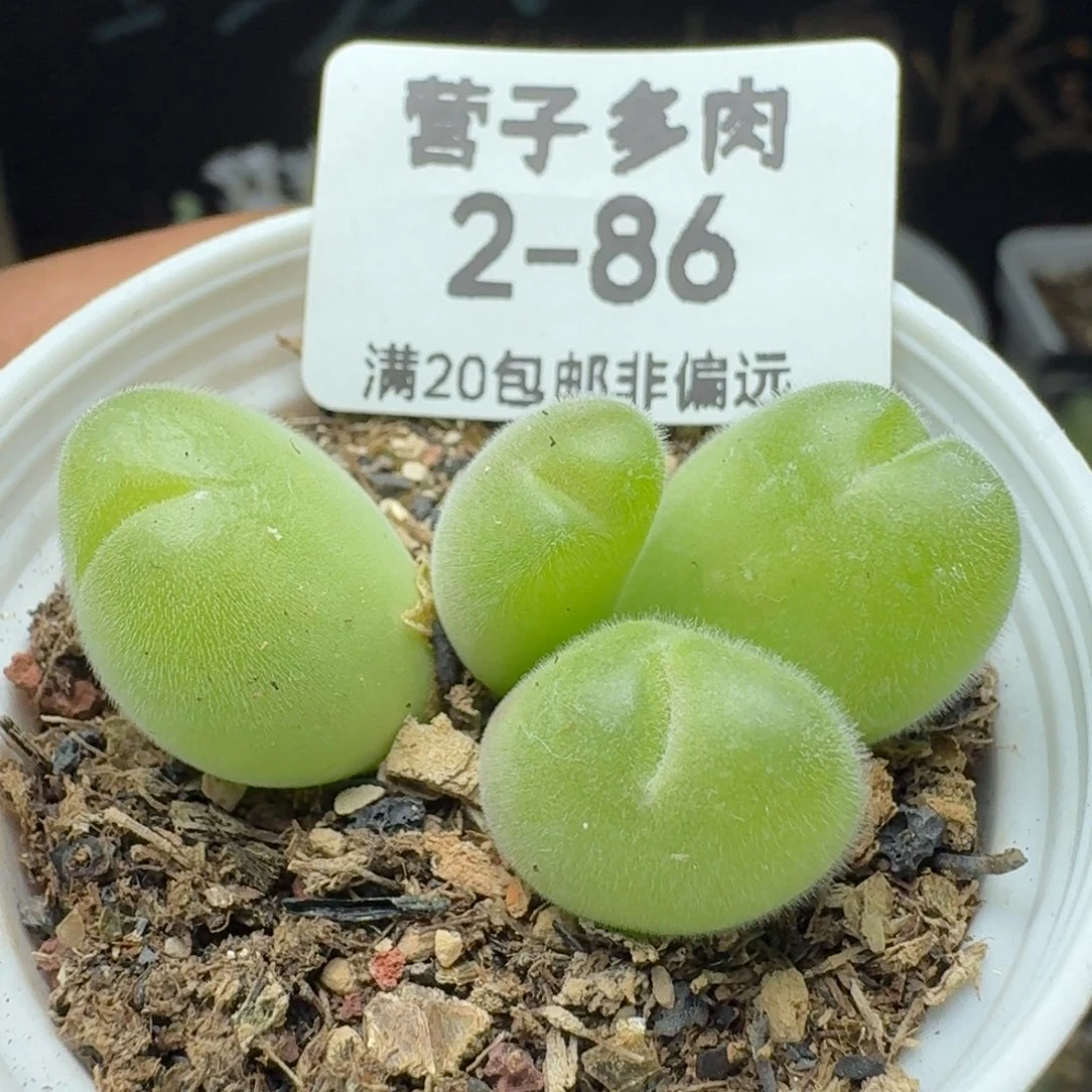 长毛