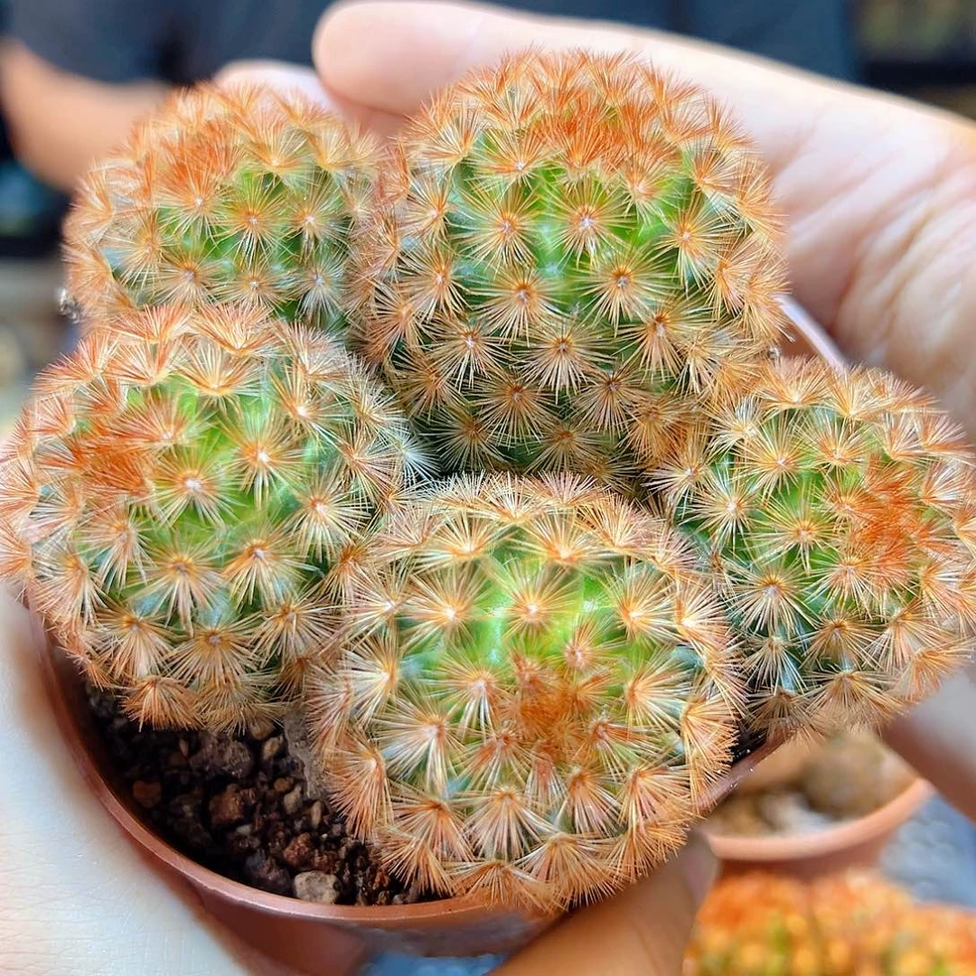 泰系实生红刺嘉文丸5头