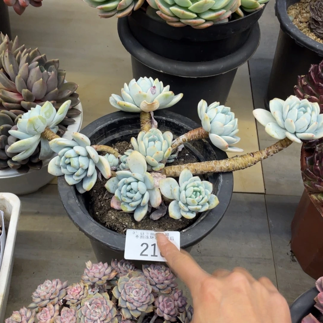 紫*黑大帅多肉218冷香