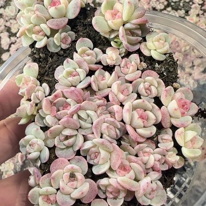 77王者系列绝绝子多肉一盒