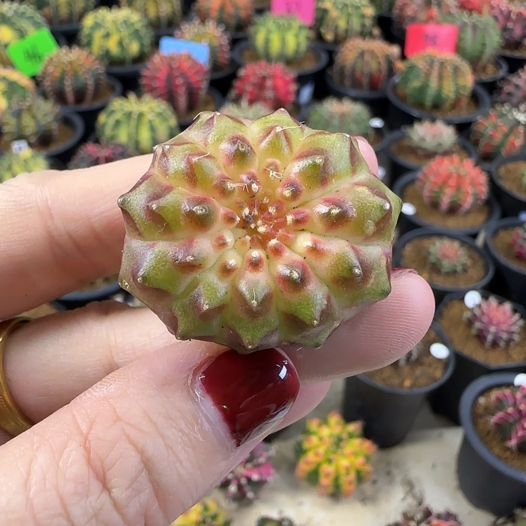 轮回缀化喜欢直接拍