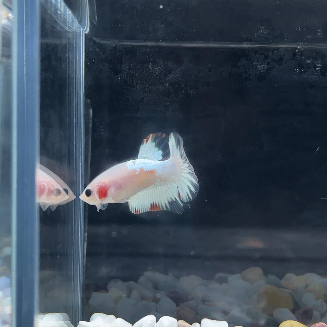 斗鱼星宸9月11日24号