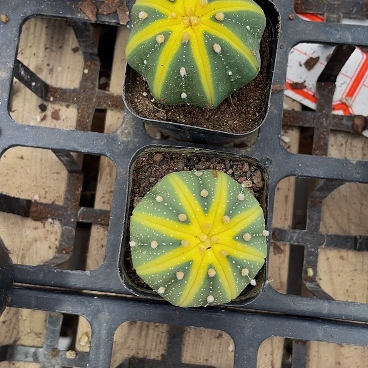 星兜锦带盆土发货
