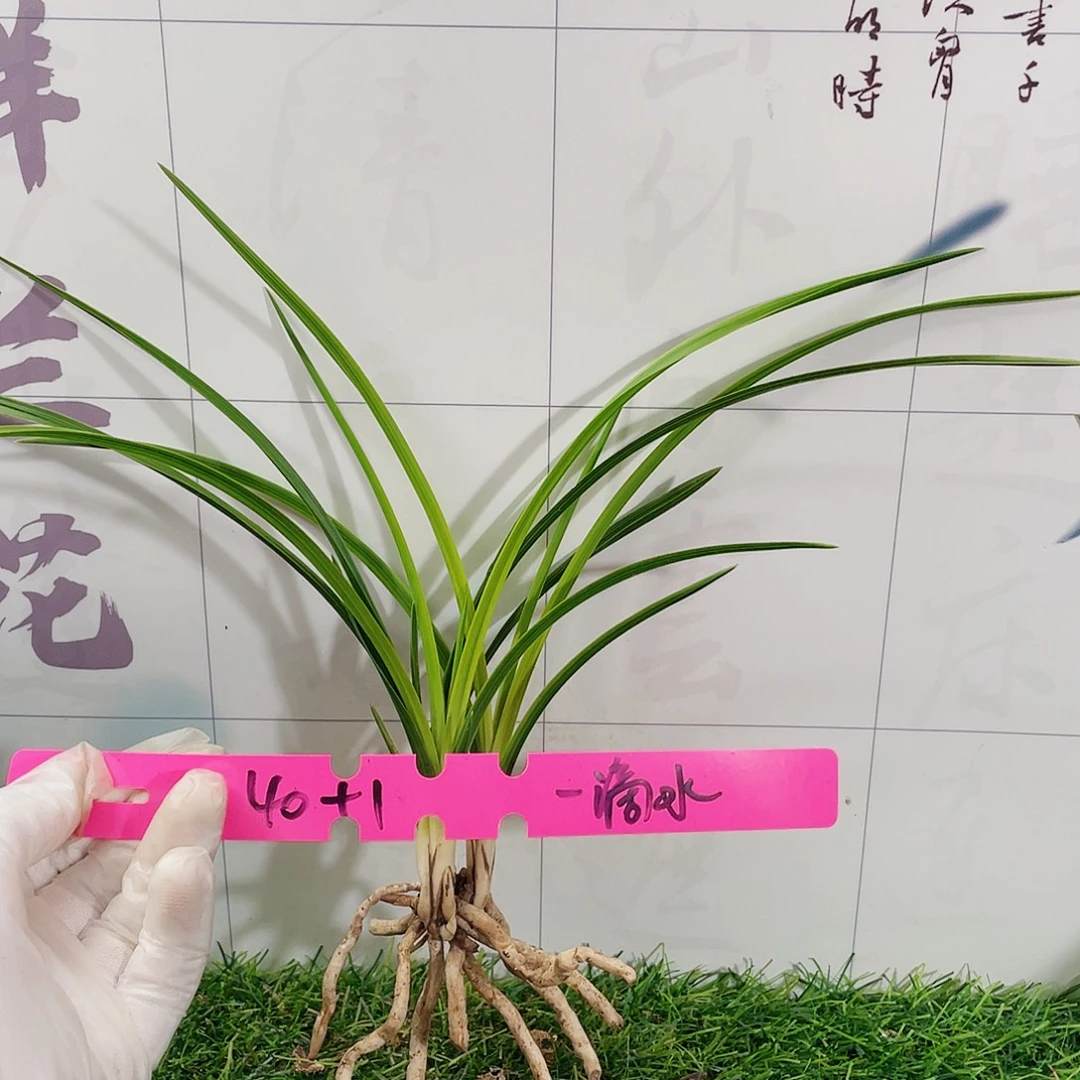 一***K完全开放兰花兰花