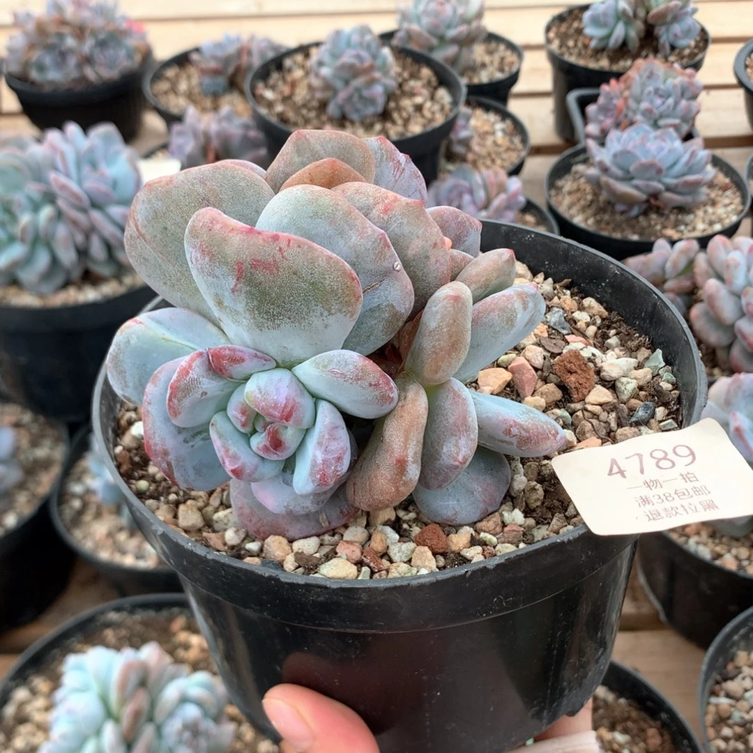 10厘米三头星影石化 灭心 4789