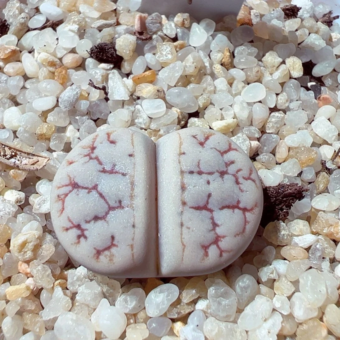 林***琦1102-158多肉多肉189荒玉