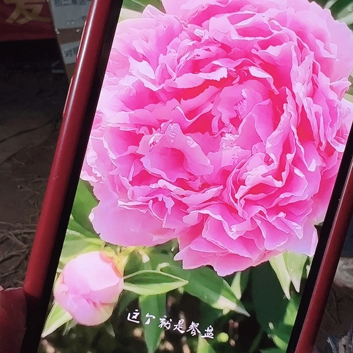 当前无花栽培后可以开花餐盘