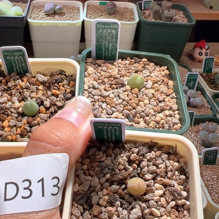 b***uA315。青蛙种源优选458。