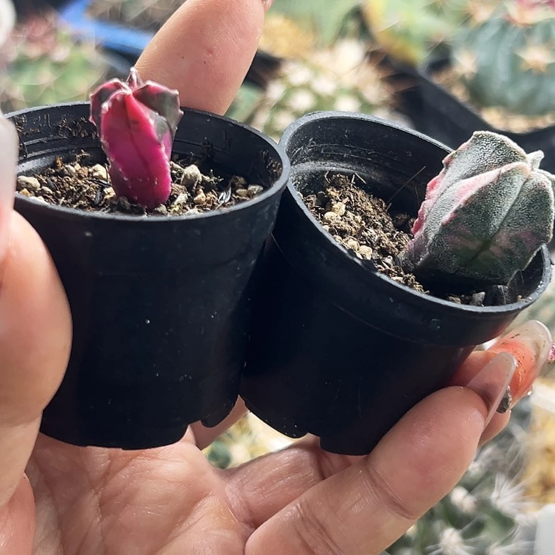 鸾锦仙人球66666666