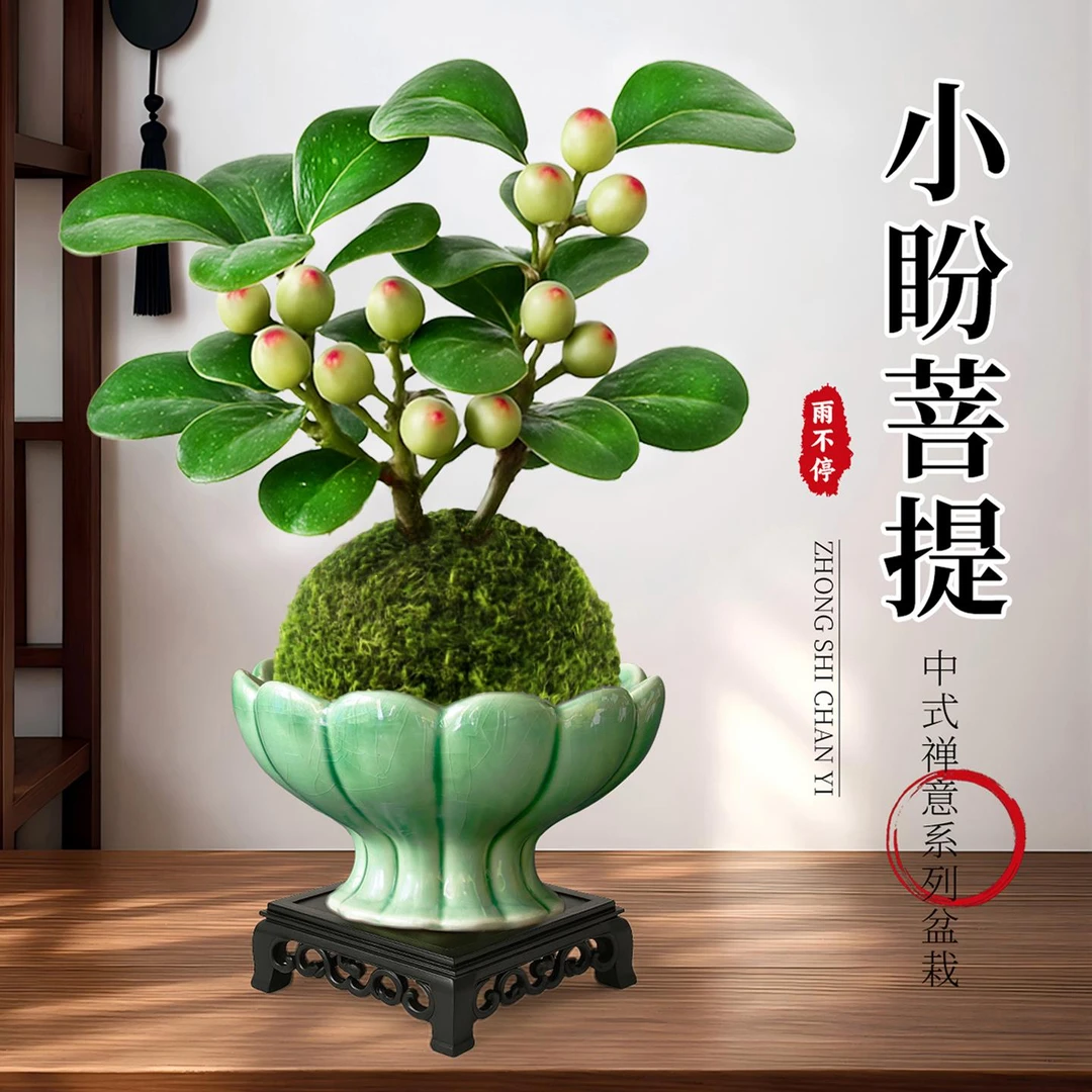 小盼菩提苔藓球水培室内盆栽禅意盆景办公室桌面客客迷你绿植盆栽