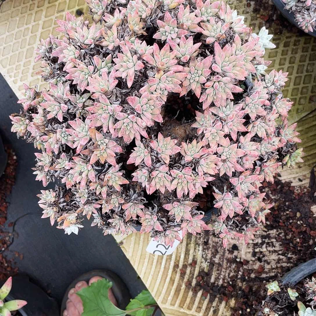 随***性白菊多头老桩群生2254