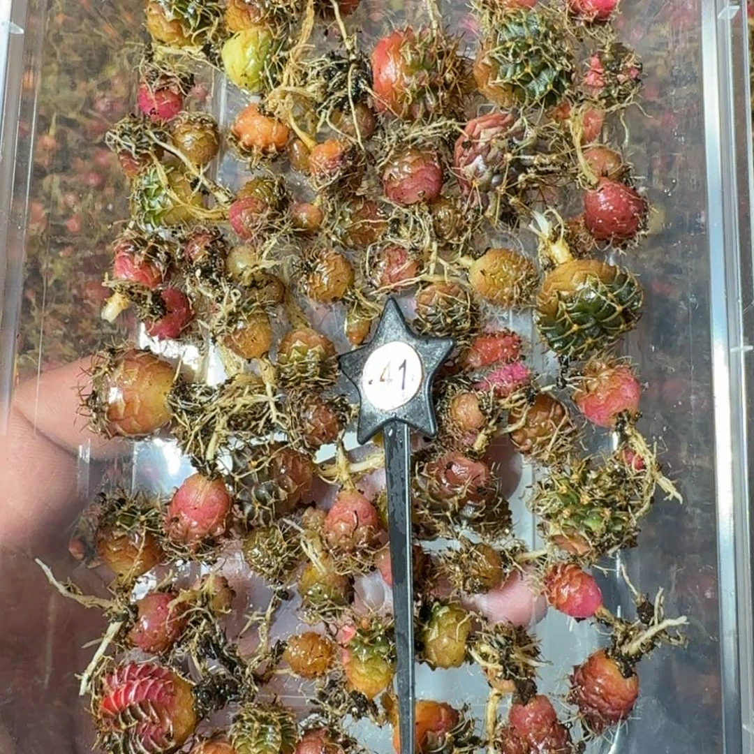 米哈实生自然锦练手球41