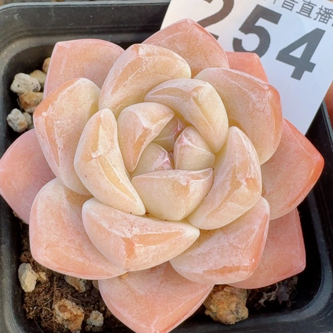 多肉植物开播福利捡漏