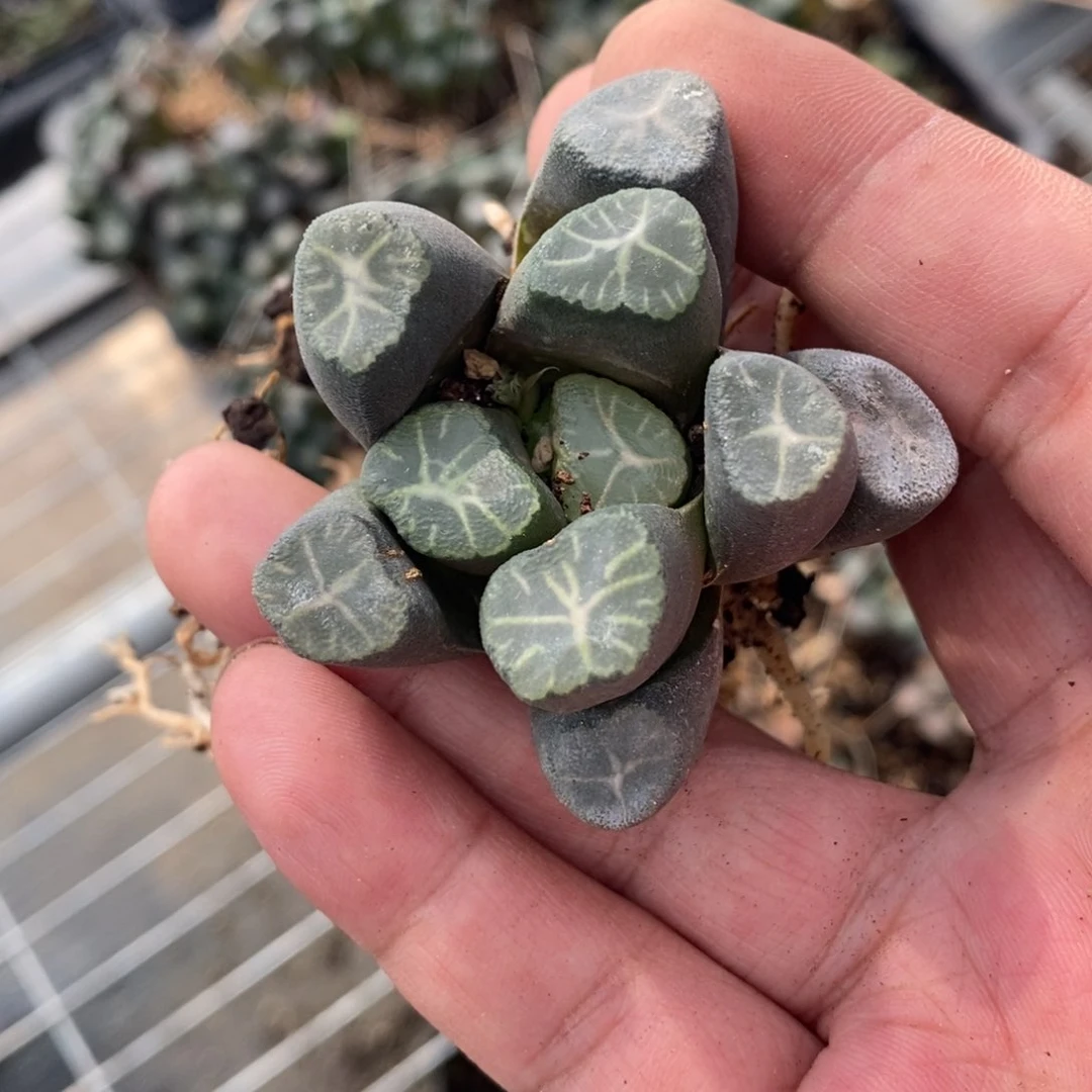 1014 一颗万象福利。