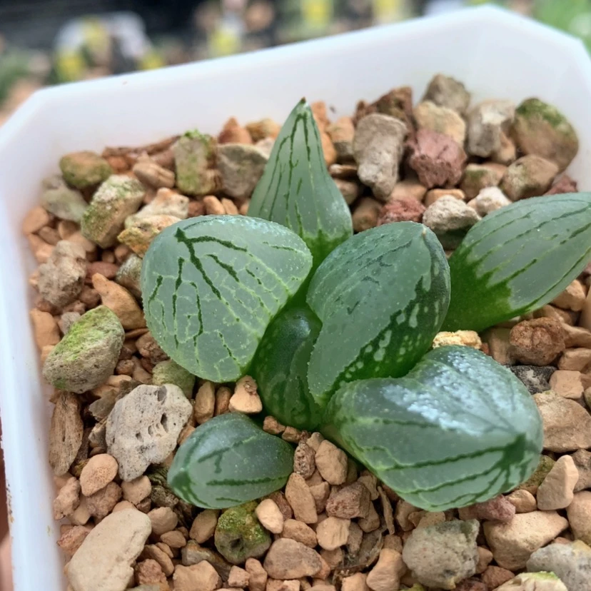 【闪购商品】154虞美人