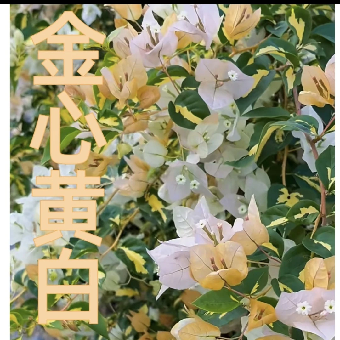 金心黄白四季开花勤（落花落叶不售后一个月内换盆不售后）