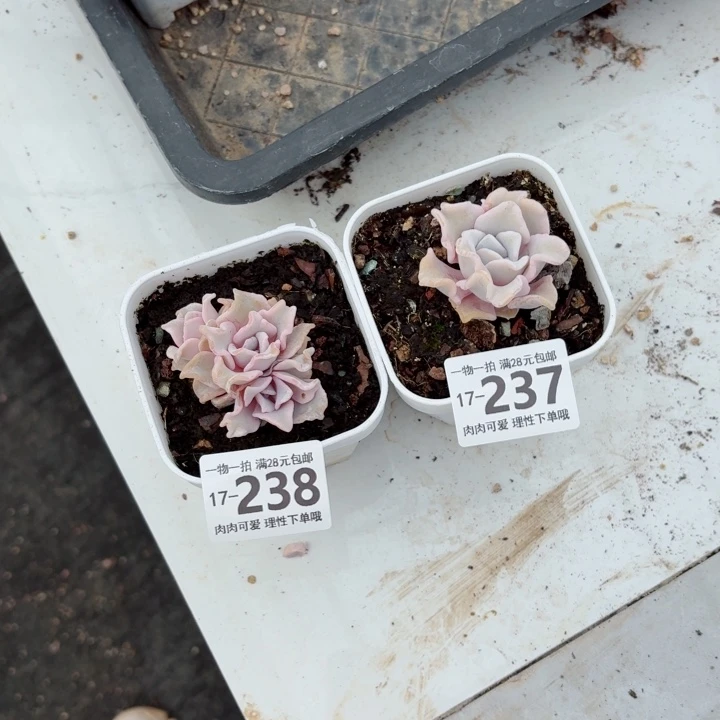 小***锵芭蕾舞者无盆土发货多肉多