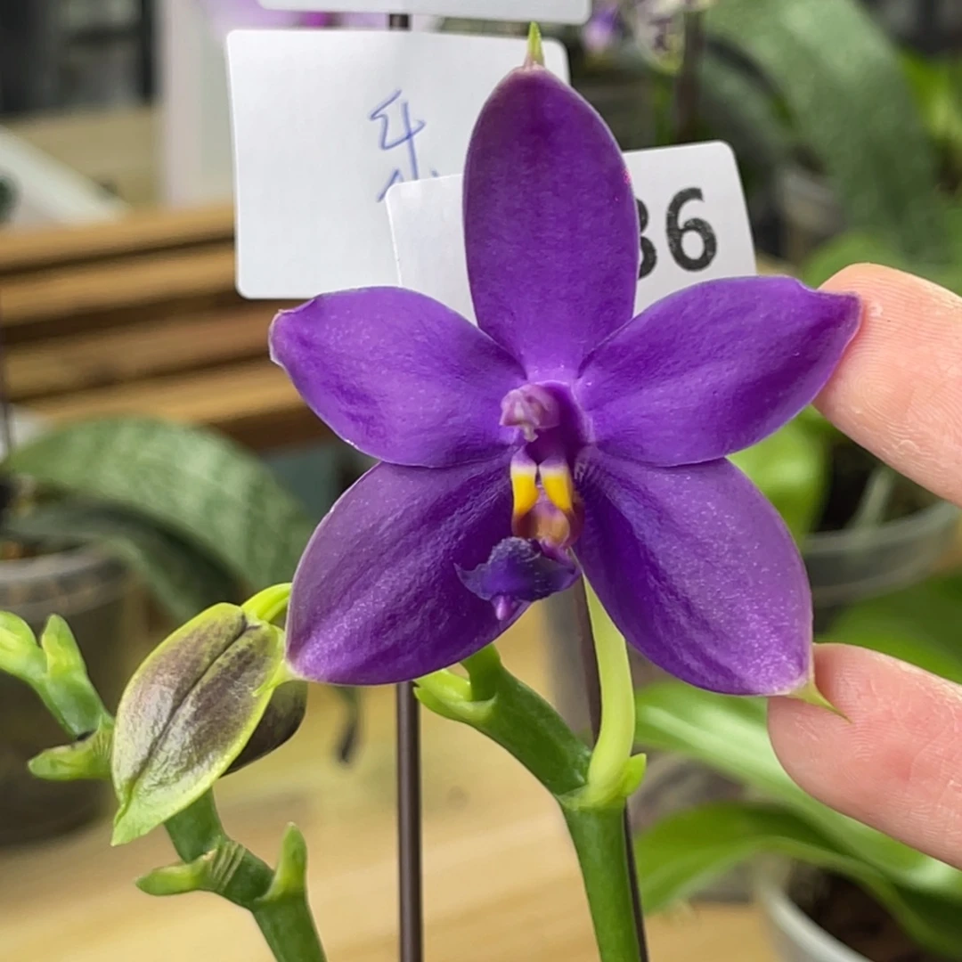 完全开放蓝彩虹-1436