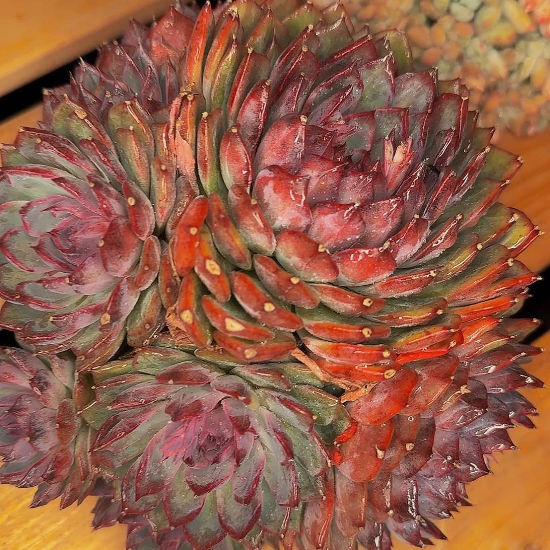 劳*点太BS补卡吧啊