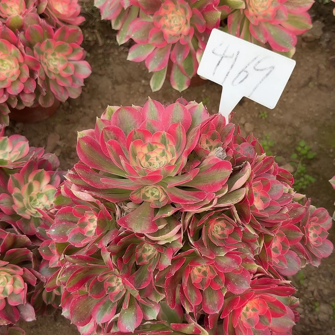 4169粉女郎多肉法师多肉