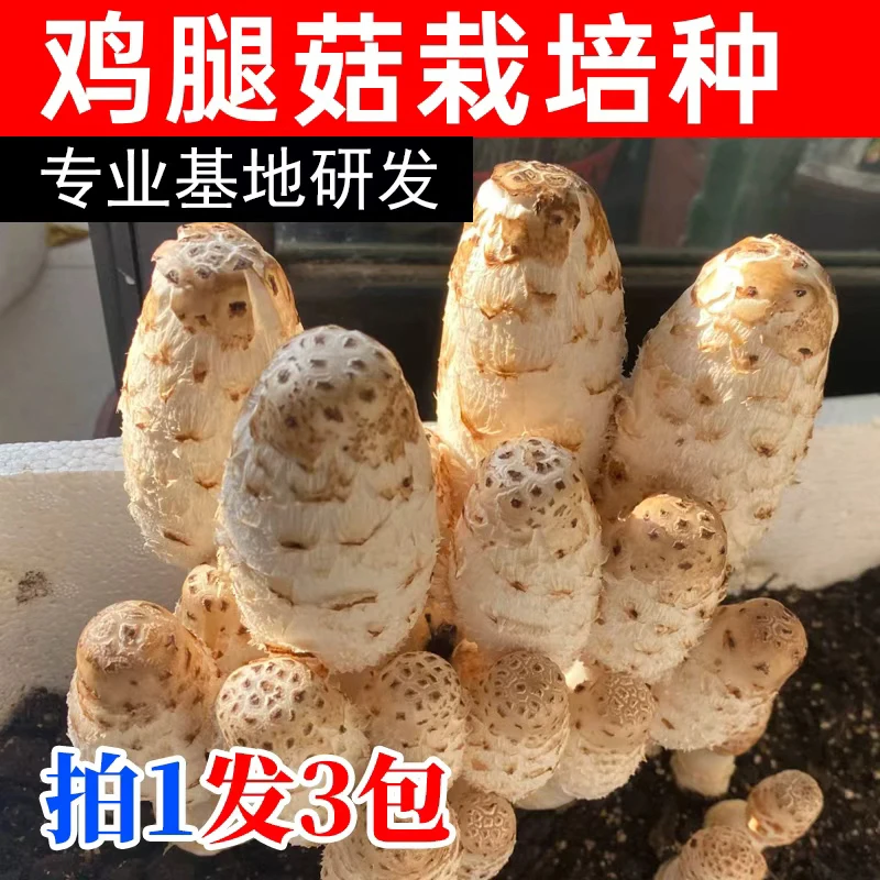 【鸡腿菇栽培种】拍1发3包-冷老师推荐鸡腿菇菌种菌包食用菌蘑菇菌