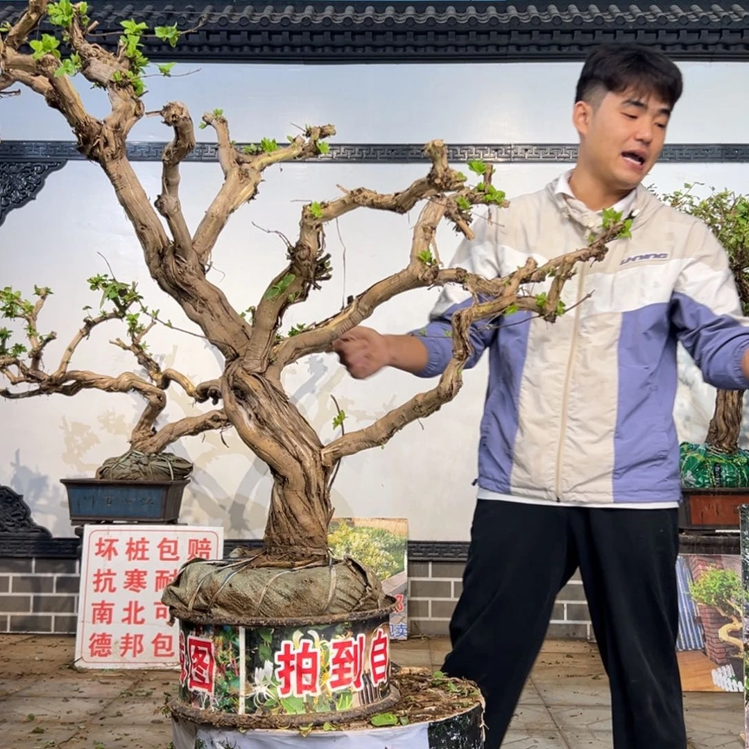 完全开放金银花开花3996988889