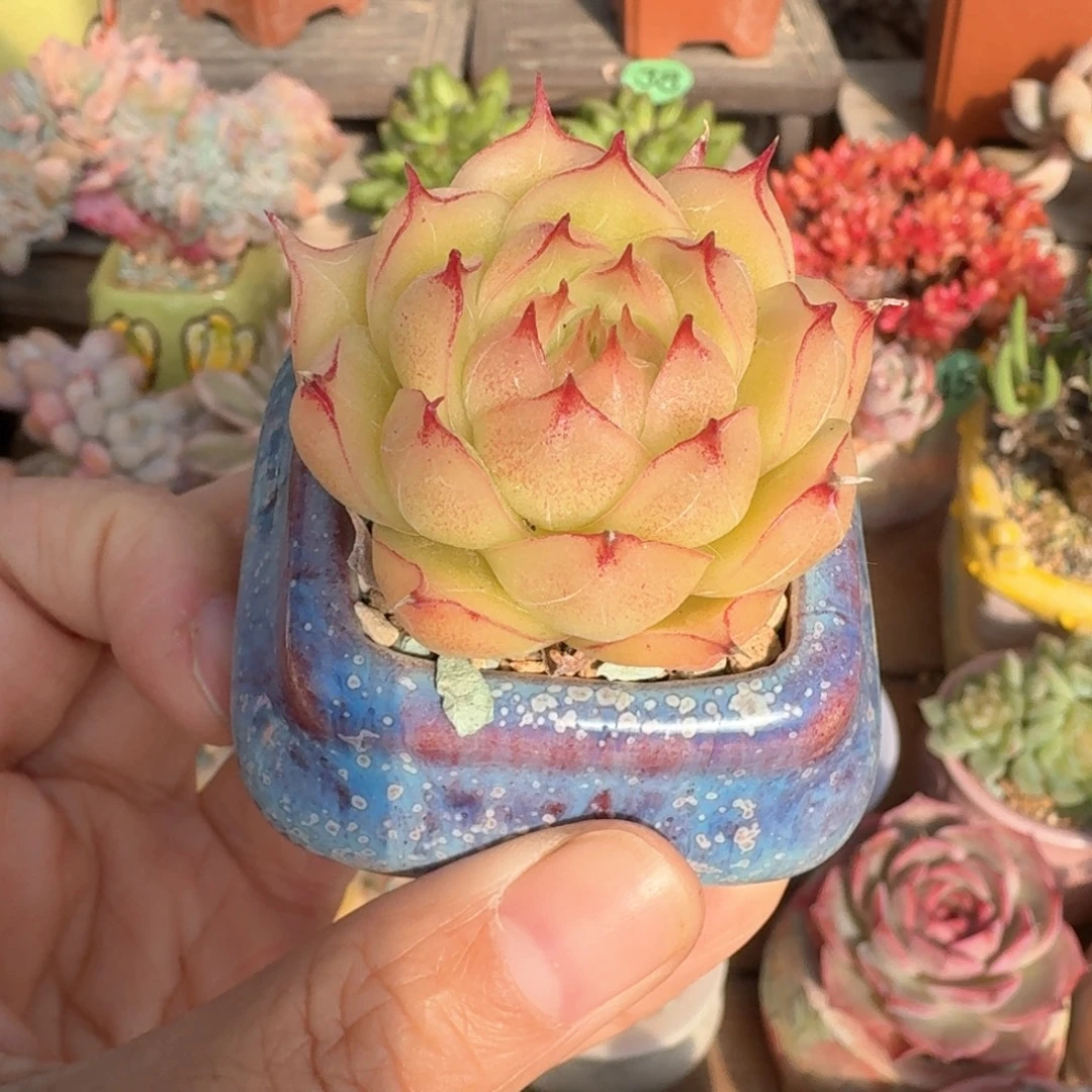 翻多啦女王 多肉含盆土 一物一拍