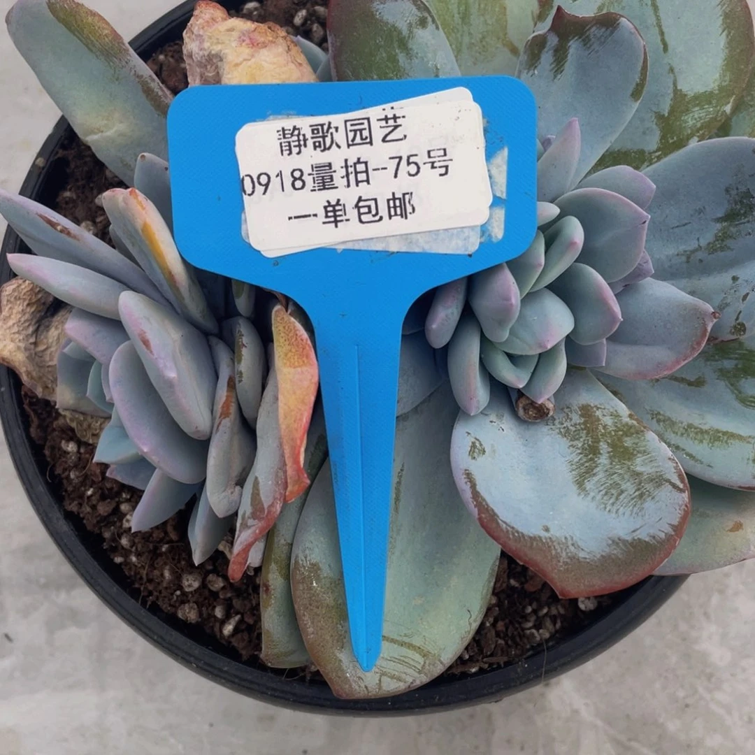 0918-75-韩版奶茶福利一颗