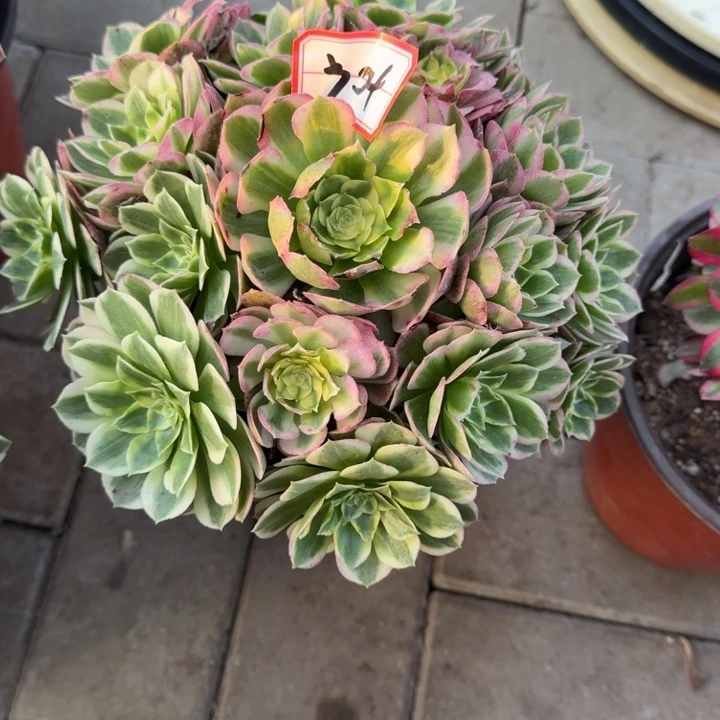 304号海鲜法师植物