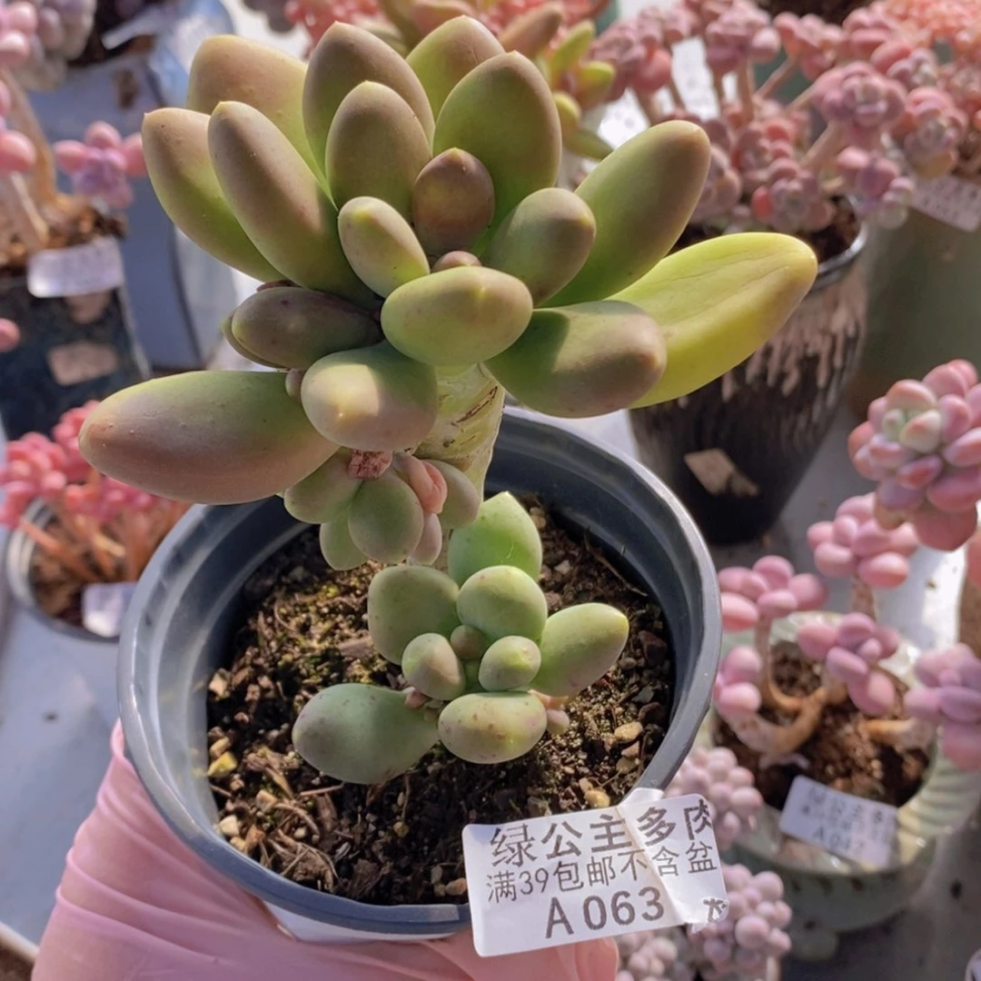 芒果奶6cm063多肉植物