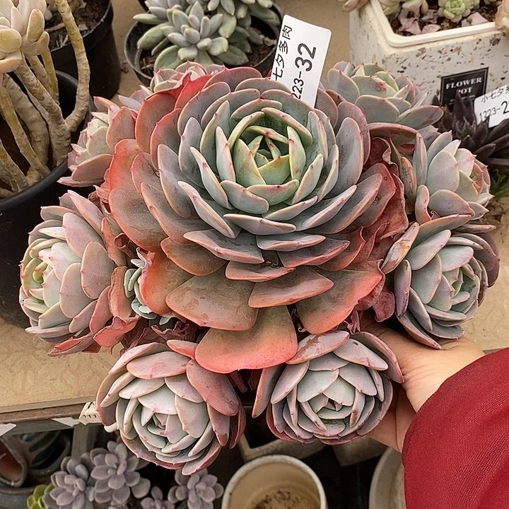 小七夕多肉蓝粉抬阁32