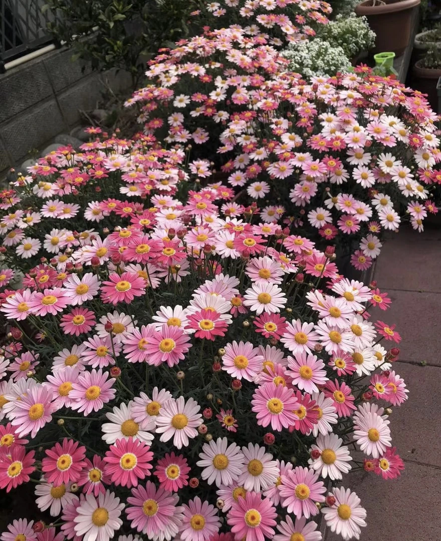 玛格丽特 爆花 菊科植物 带花带花苞 多年生 喜阳 庭院阳台露台