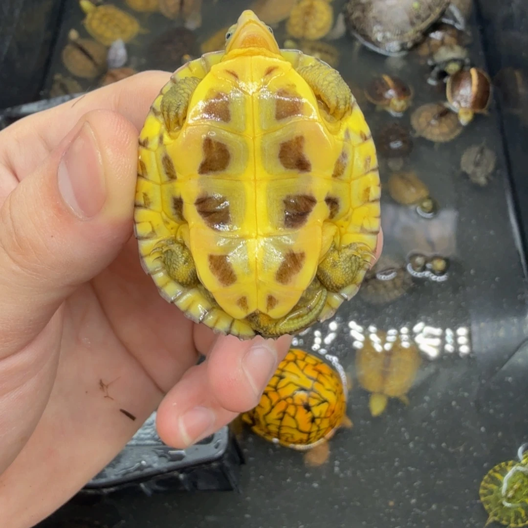 不分公母宠物龟小青
